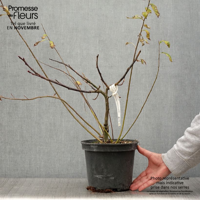 Esimerkki syksyllä toimitetusta Paju - Salix fargesii 4 litran/5 litran ruukku-taimesta
