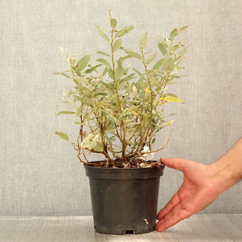 Esimerkki kesällä toimitetusta Alppipaju - Salix helvetica Pot de 2L/3L-taimesta