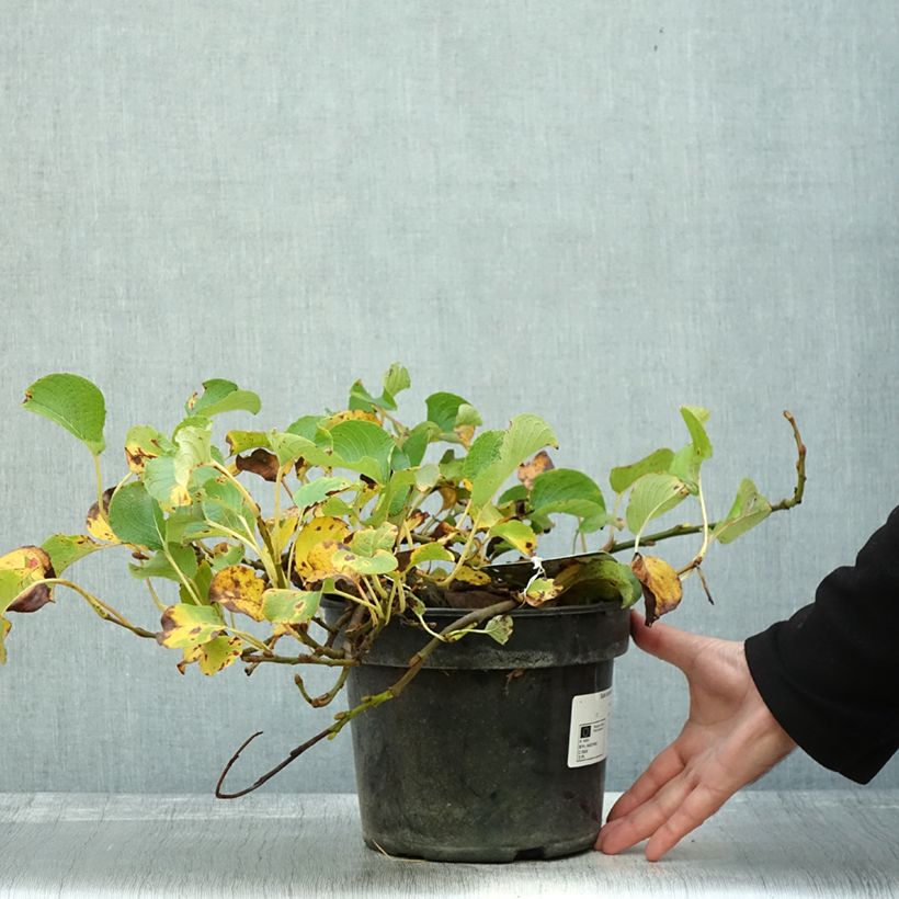 Esimerkki syksyllä toimitetusta Paju - Salix kurilensis 4 litran/5 litran ruukku-taimesta