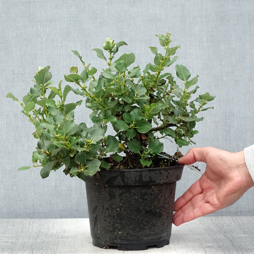 Esimerkki kesällä toimitetusta Villapaju - Salix lanata Pot de 2L/3L-taimesta