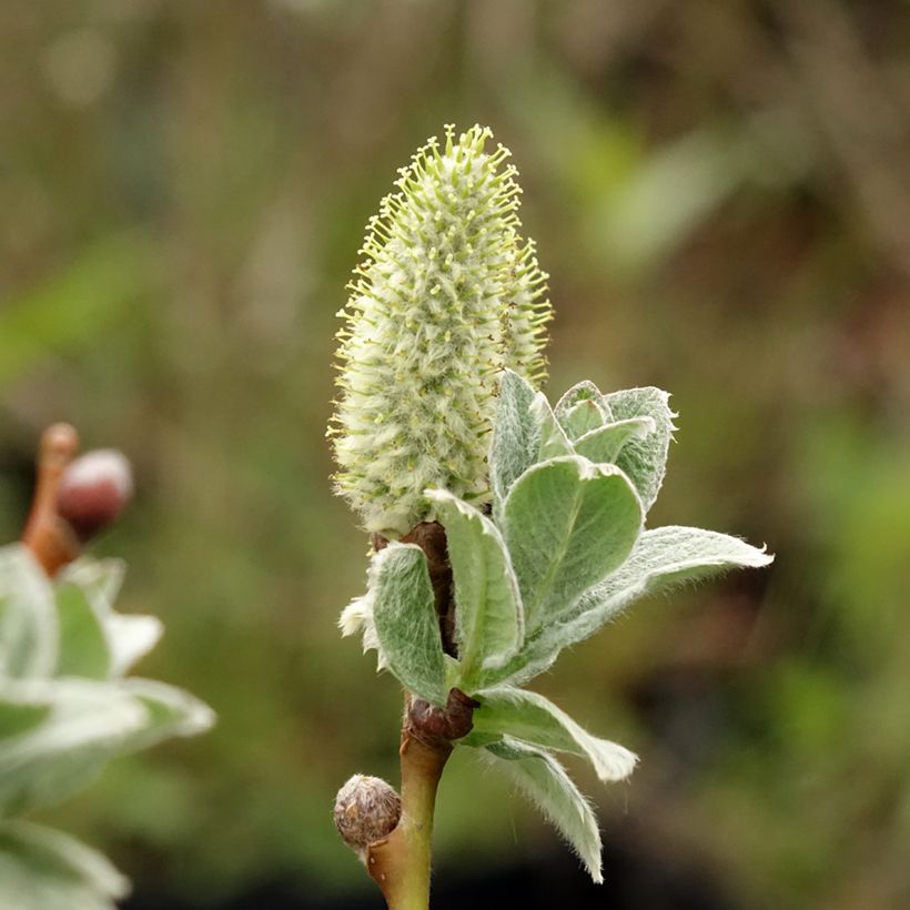 Villapaju - Salix lanata (Kukinta)