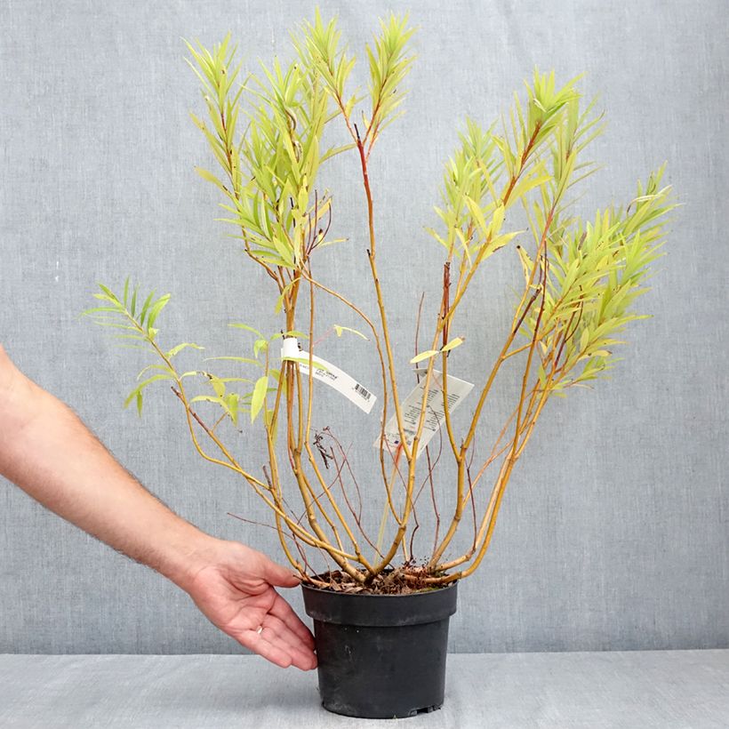 Esimerkki kesällä toimitetusta Sahalininpaju Sekka Pot de 3L/4L-taimesta