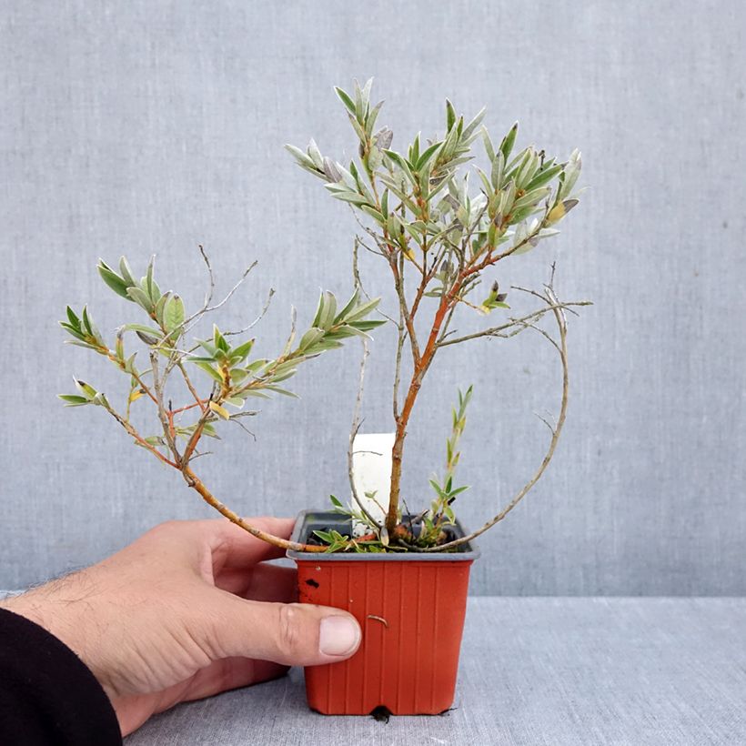 Esimerkki syksyllä toimitetusta Paju - Salix subopposita 8/9 cm taimiruukku-taimesta