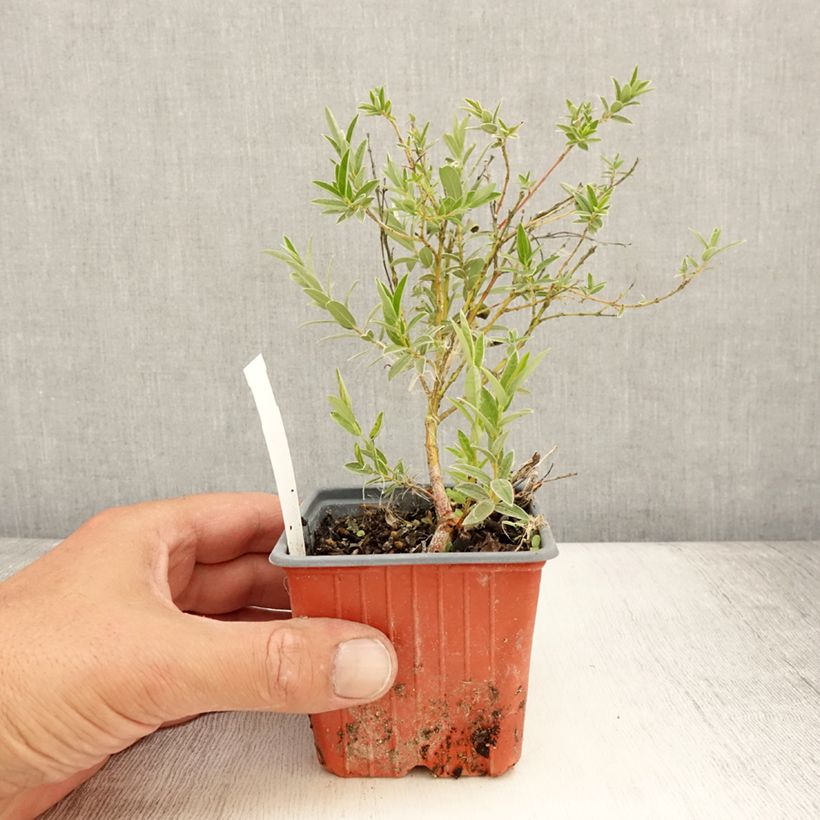 Esimerkki kesällä toimitetusta Paju - Salix subopposita Taimiruukku 8/9 cm-taimesta