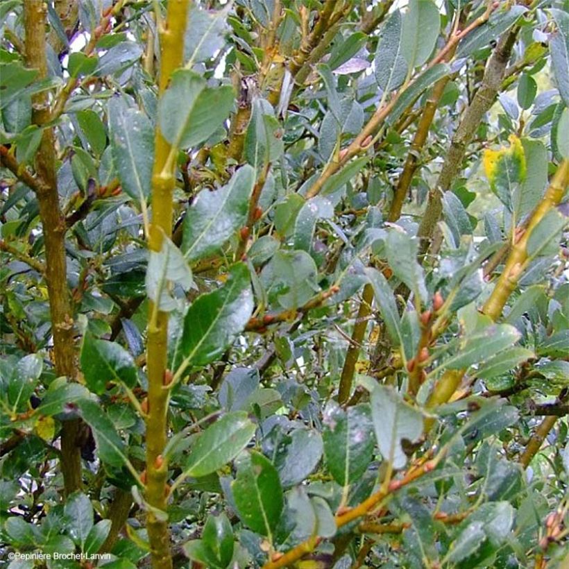 Paju - Salix x tetrapla (Lehvistö)