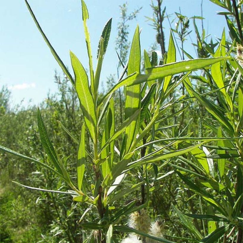 Koripaju - Salix viminalis (Lehvistö)