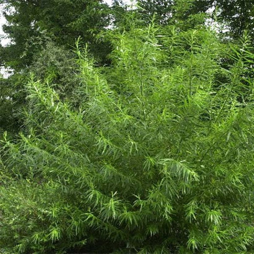 Koripaju - Salix viminalis (Kasvutapa)