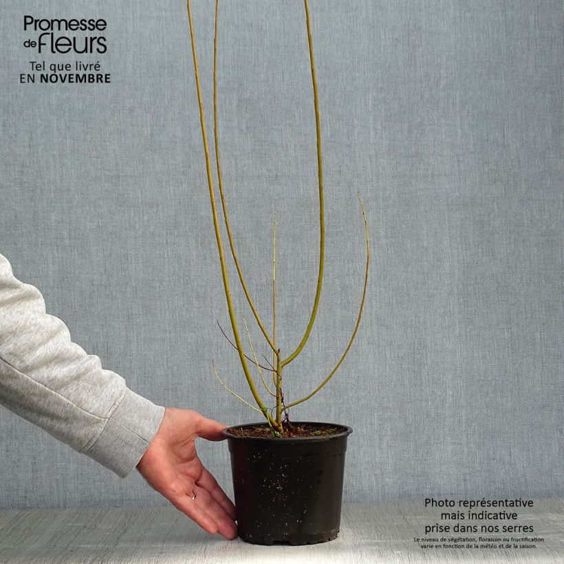 Esimerkki syksyllä toimitetusta Koripaju - Salix viminalis 1,5 litran / 2 litran kannu-taimesta