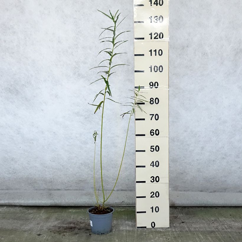 Esimerkki kesällä toimitetusta Koripaju - Salix viminalis Pot de 1,5L/2L-taimesta