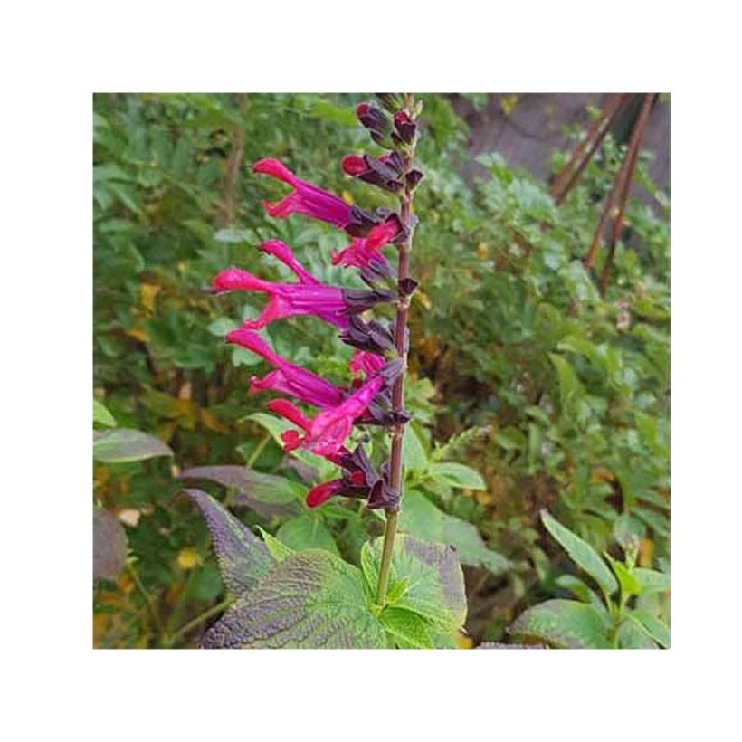 Keijunsalvia Amante (Kukinta)