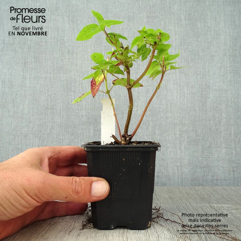 Esimerkki syksyllä toimitetusta Keijunsalvia Amante 8/9 cm taimiruukku-taimesta