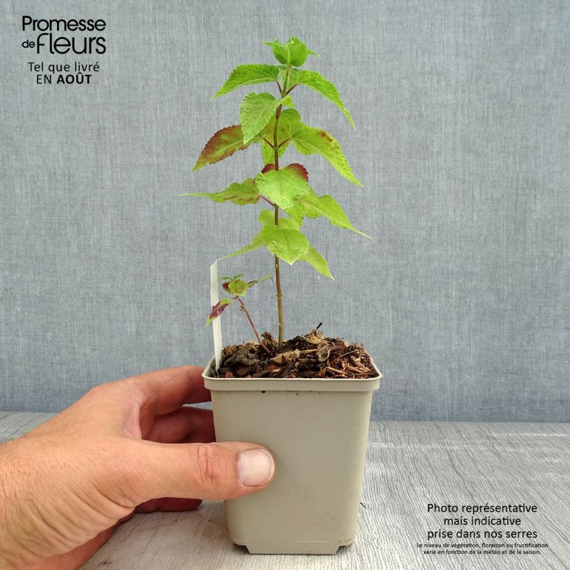 Esimerkki kesällä toimitetusta Keijunsalvia Amante Godet de 8/9 cm-taimesta