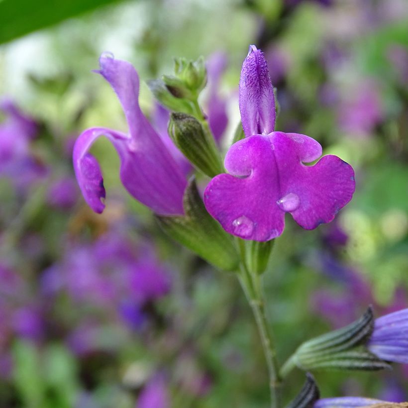 Syyssalvia ARCTIC BLAZE Purple (Kukinta)