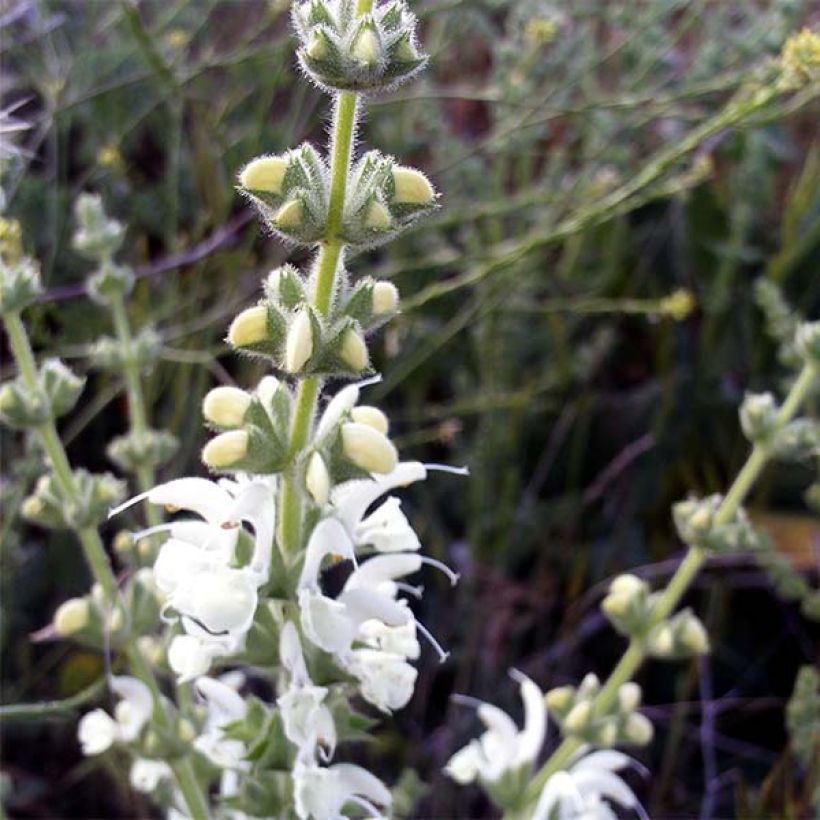 Keijunsalvia - Salvia argentea (Kukinta)
