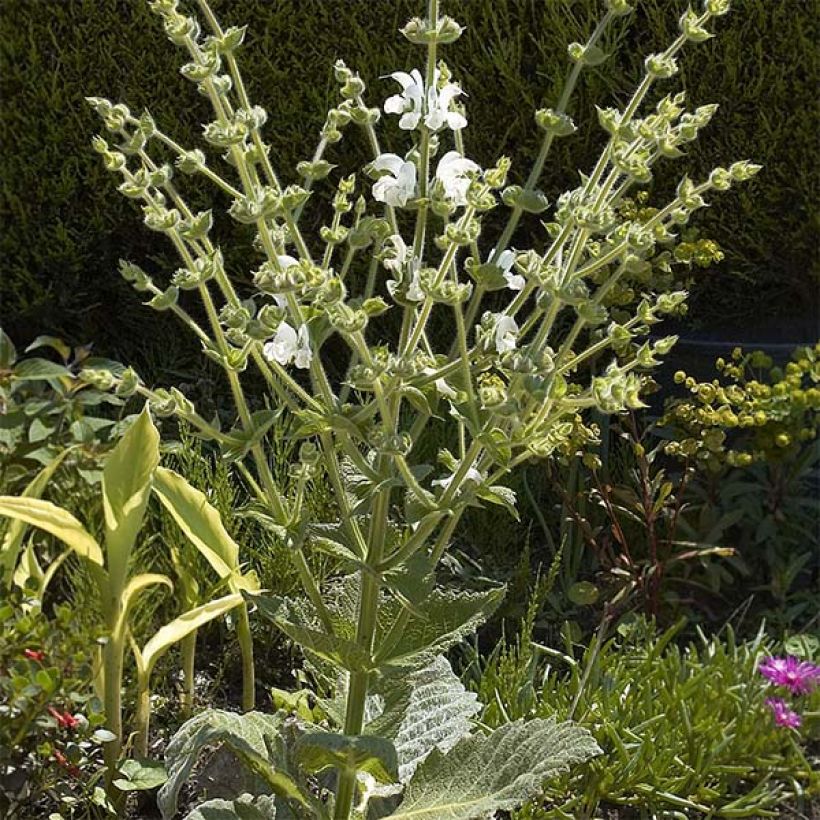 Keijunsalvia - Salvia argentea (Kasvutapa)