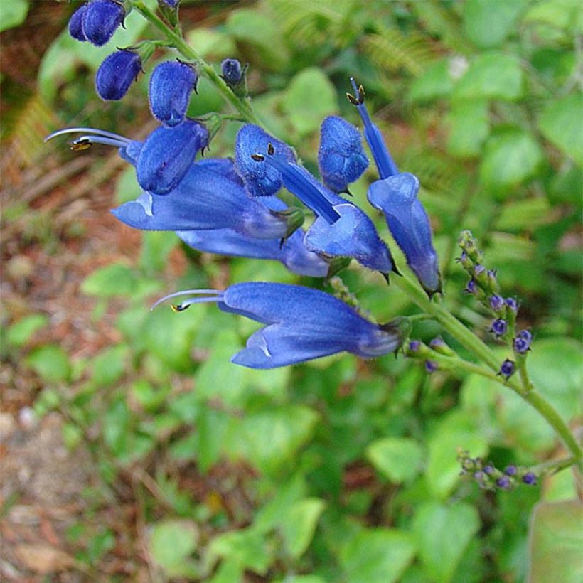 Keijunsalvia - Salvia cacaliifolia (Kukinta)