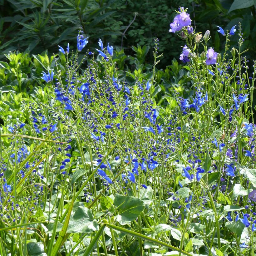 Keijunsalvia - Salvia cacaliifolia (Kasvutapa)