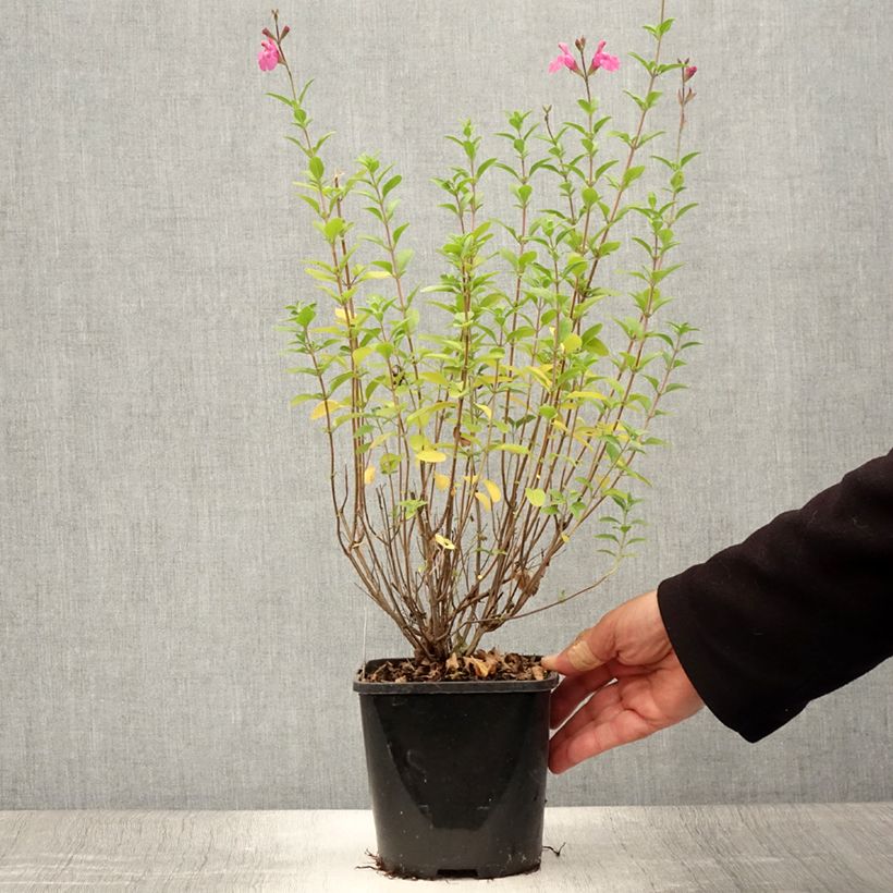 Esimerkki kesällä toimitetusta Keijunsalvia Delice Feline Pot de 2L/3L-taimesta