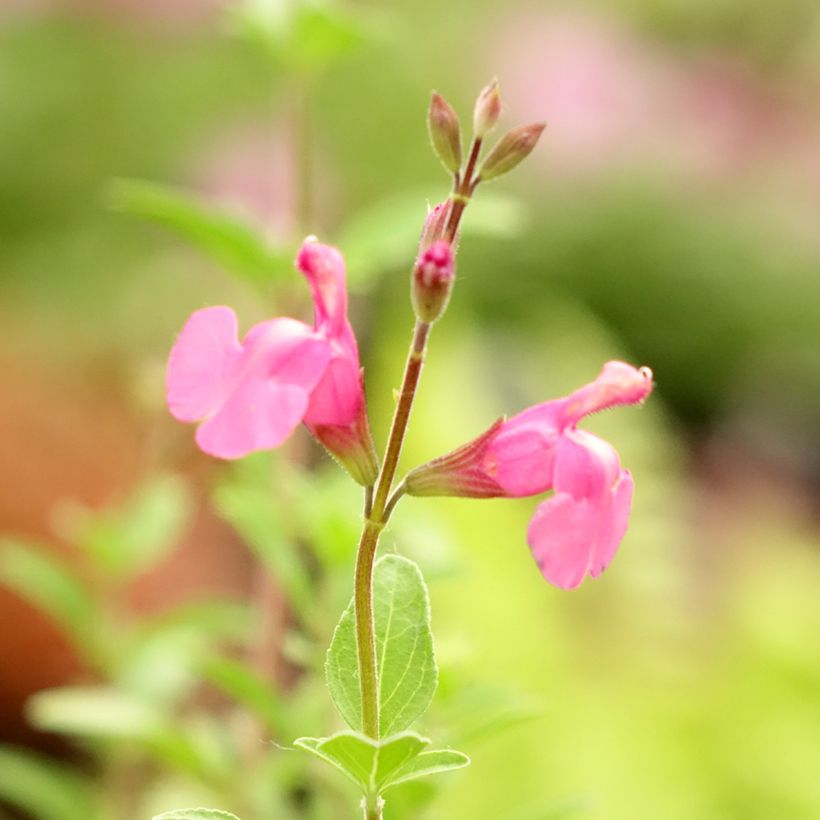 Keijunsalvia Delice Feline (Kukinta)