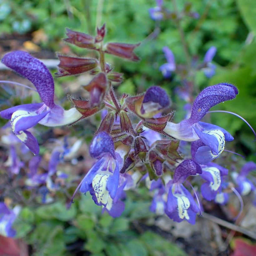 Keijunsalvia - Salvia forsskaolei (Kukinta)