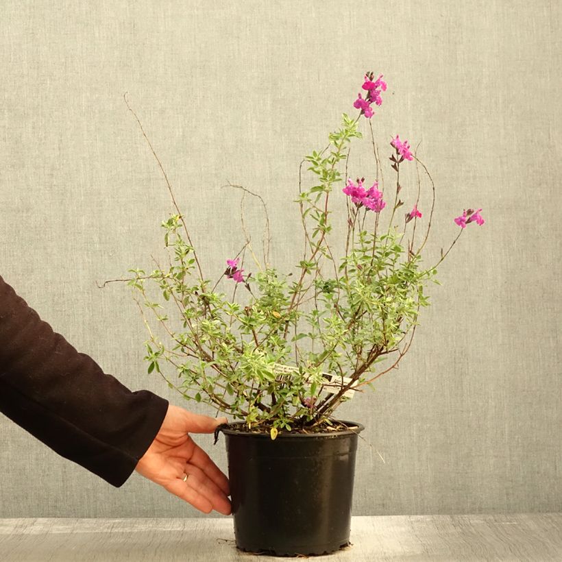 Esimerkki syksyllä toimitetusta Syyssalvia ARCTIC BLAZE Purple 2 litran/3 litran ruukku-taimesta