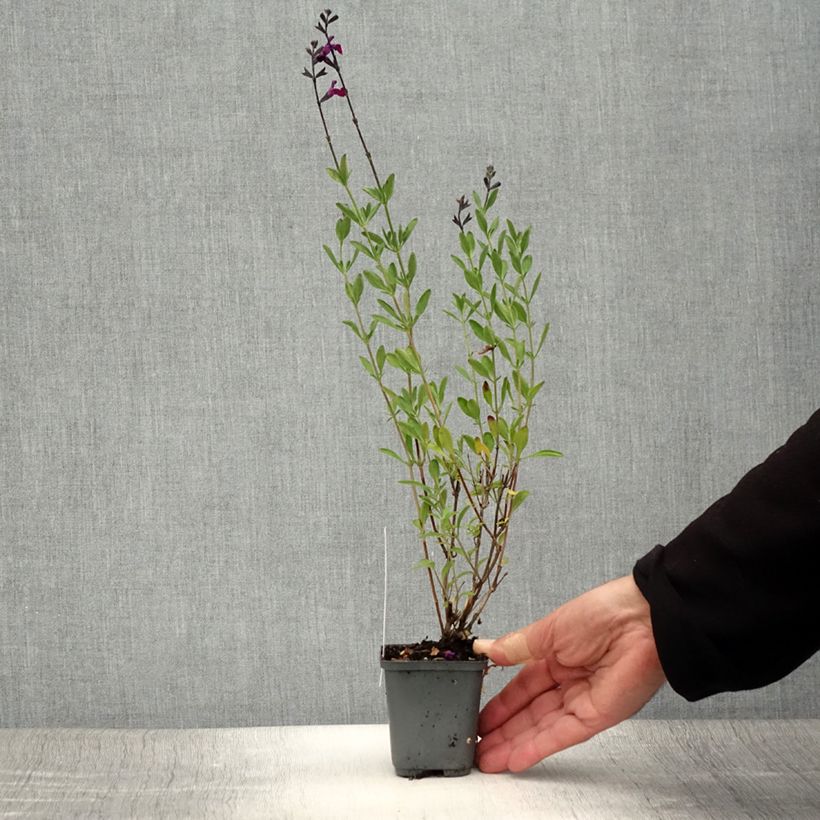 Esimerkki kesällä toimitetusta Keijunsalvia Violette de Loire Taimiruukku 7/8 cm-taimesta