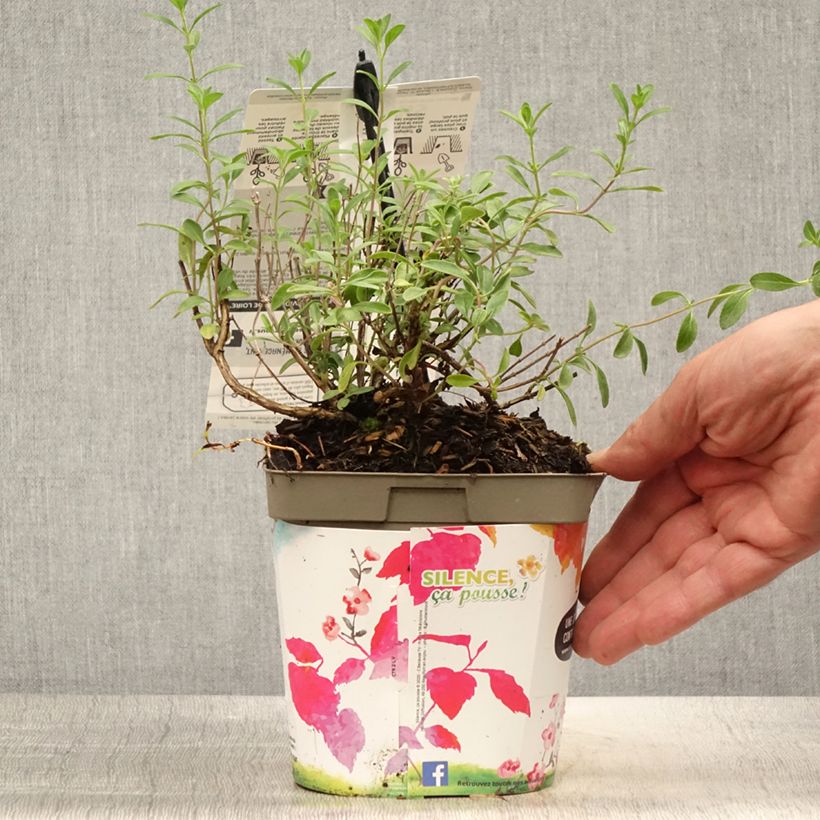 Esimerkki kesällä toimitetusta Keijunsalvia Violette de Loire Ruukku 2L / 3L-taimesta
