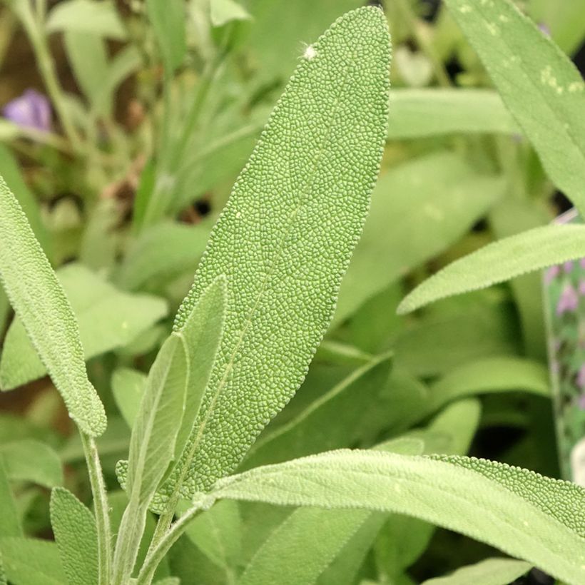 Laventelisalvia - Salvia lavandulifolia (Lehvistö)
