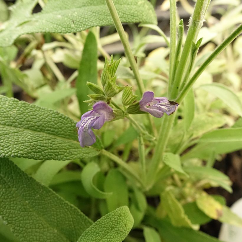 Laventelisalvia - Salvia lavandulifolia (Kukinta)