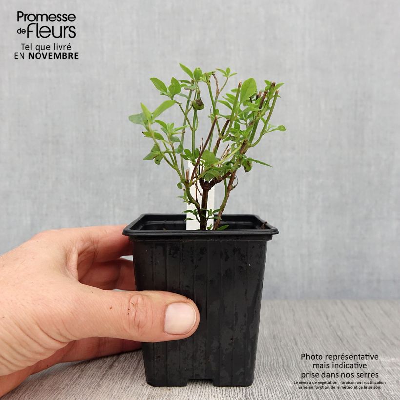 Esimerkki syksyllä toimitetusta Keijunsalvia Delice Aquamarine 8/9 cm taimiruukku-taimesta