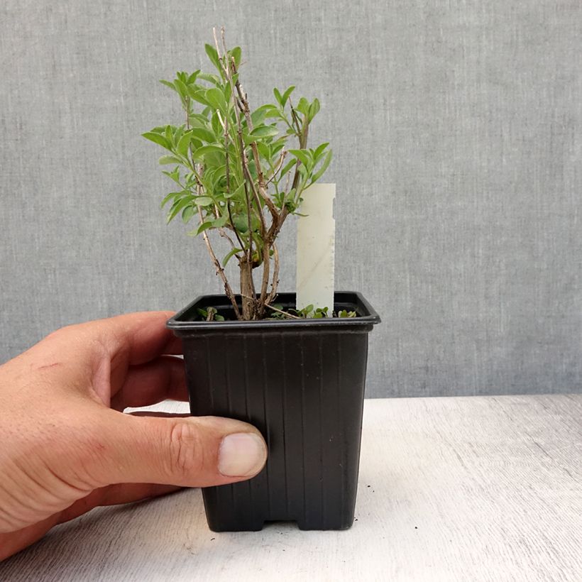 Esimerkki kesällä toimitetusta Keijunsalvia Delice Aquamarine Taimiruukku 8/9 cm-taimesta