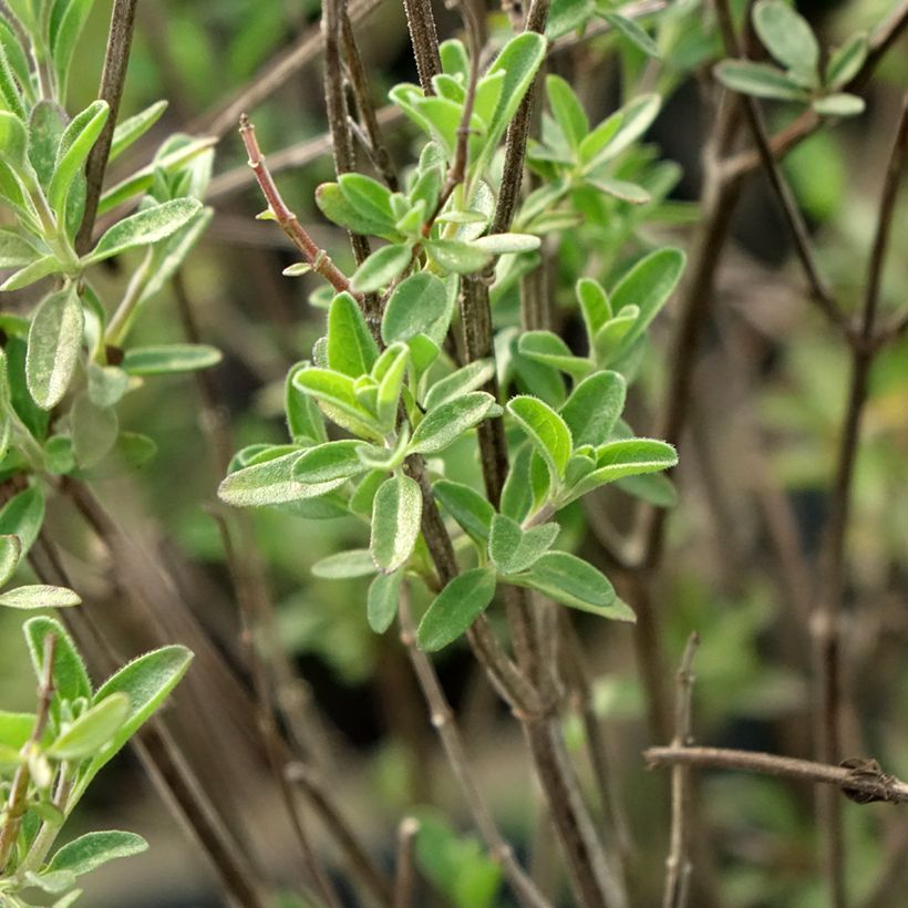 Keijunsalvia Delice Fiona (Lehvistö)