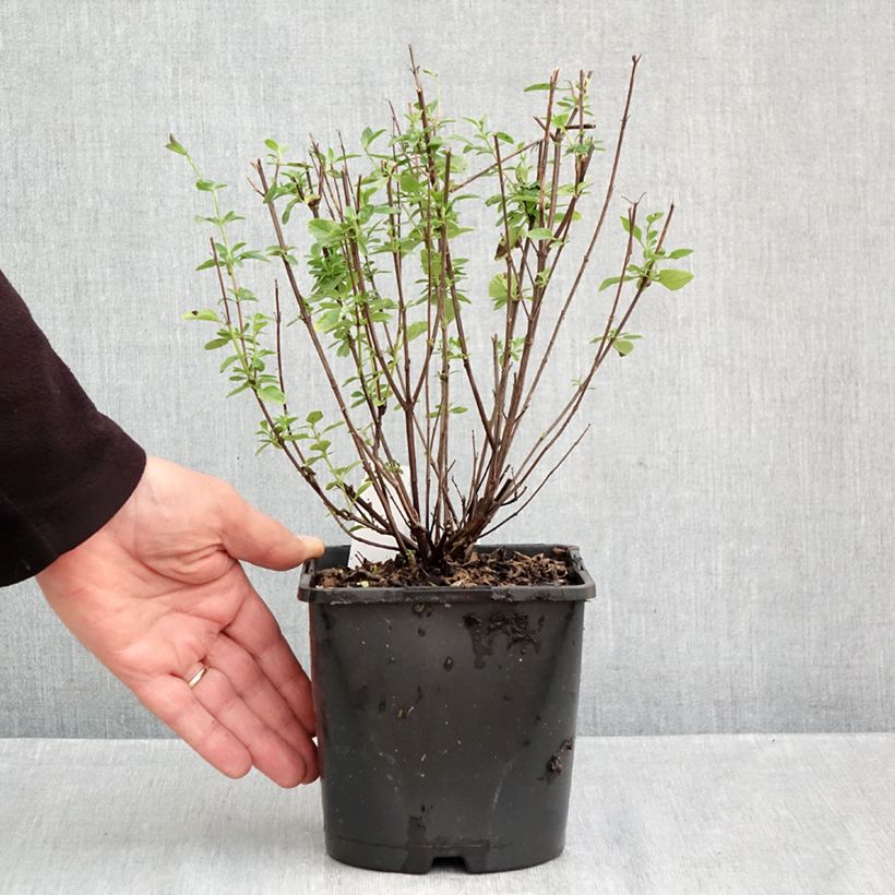 Esimerkki syksyllä toimitetusta Keijunsalvia Delice Fiona 2 litran/3 litran ruukku-taimesta