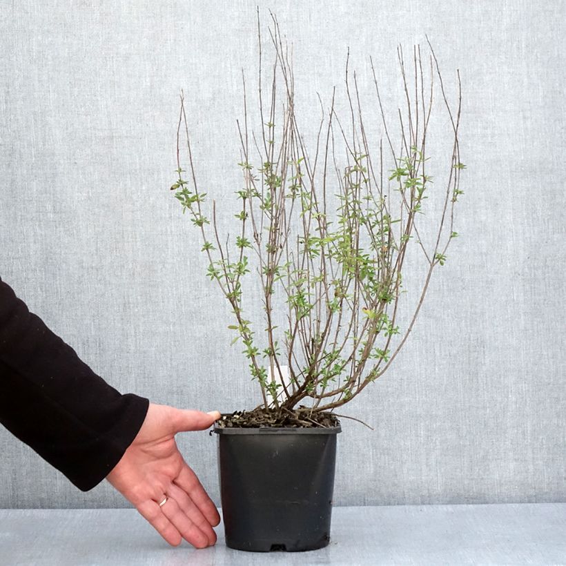 Esimerkki keväällä toimitetusta Keijunsalvia Delice Fiona Pot de 2L/3L-taimesta