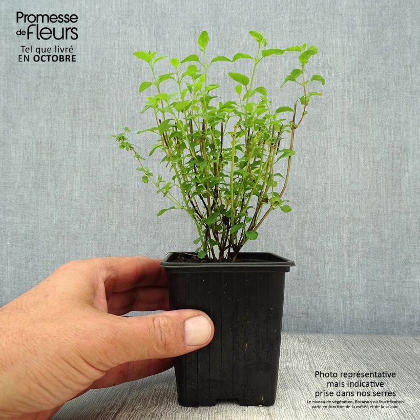 Esimerkki syksyllä toimitetusta Keijunsalvia Little Kiss 8/9 cm taimiruukku-taimesta