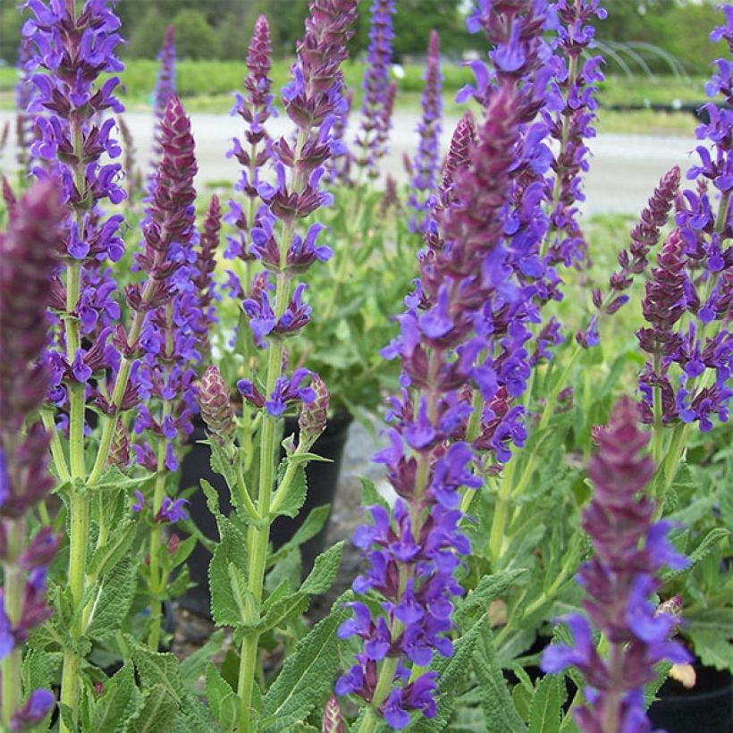 Lehtosalvia Lubecca (Kukinta)