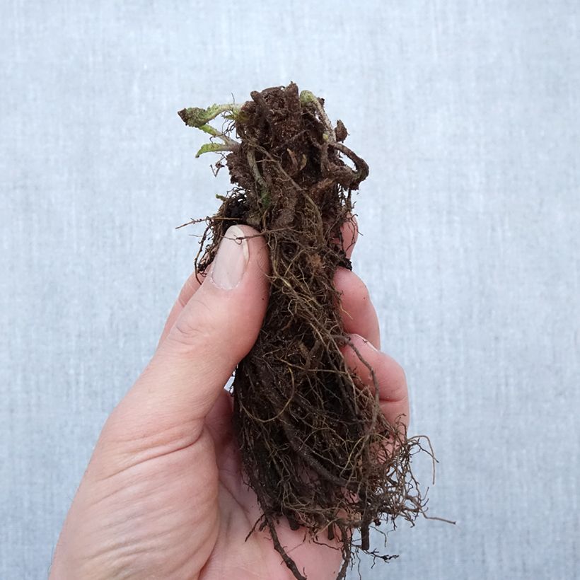 Esimerkki talvella toimitetusta Lehtosalvia Blauhügel Petites Racines nues-taimesta