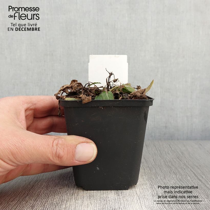 Esimerkki syksyllä toimitetusta Lehtosalvia Blue Bouquetta 8/9 cm taimiruukku-taimesta