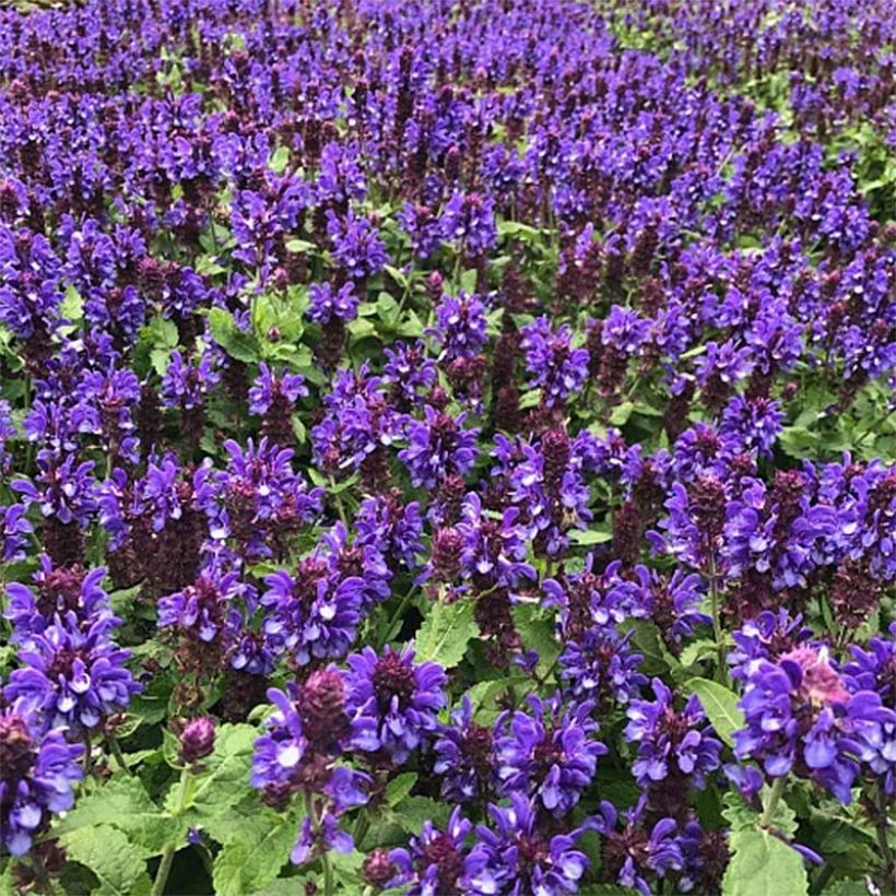 Lehtosalvia Blue Marvel (Kasvutapa)