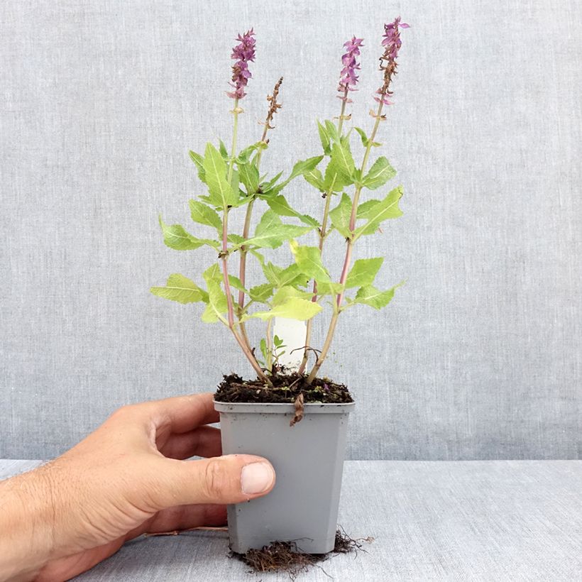 Esimerkki kesällä toimitetusta Lehtosalvia Blue Marvel Godet de 8/9 cm-taimesta