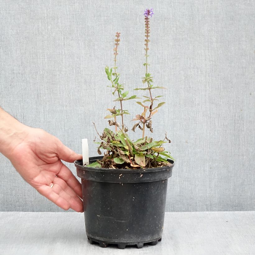 Esimerkki syksyllä toimitetusta Lehtosalvia Blue Marvel 2 litran/3 litran ruukku-taimesta