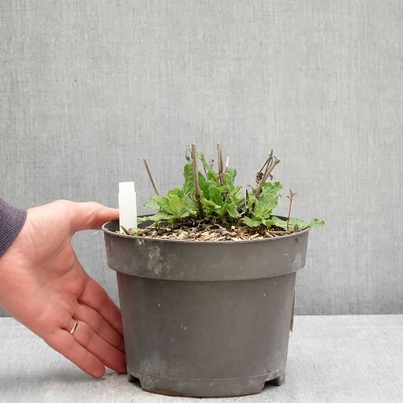 Esimerkki keväällä toimitetusta Lehtosalvia Blue Marvel Pot de 2L/3L-taimesta