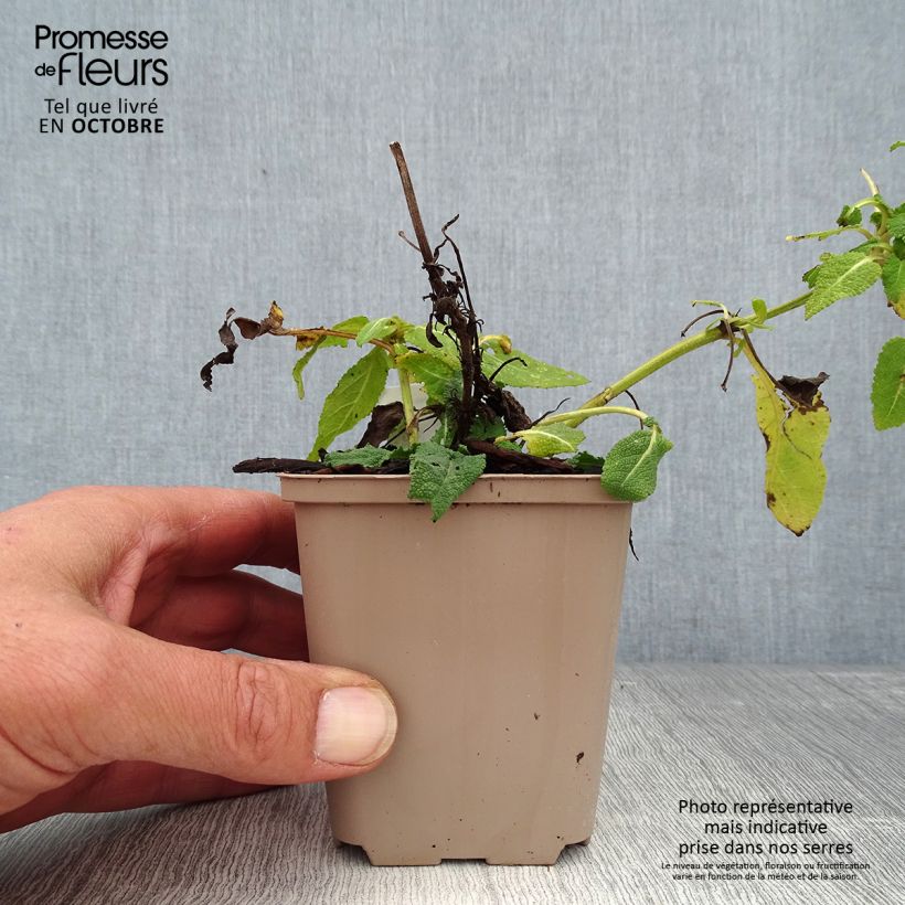 Esimerkki syksyllä toimitetusta Salvia nemorosa Bumblesky Godet de 8/9 cm-taimesta