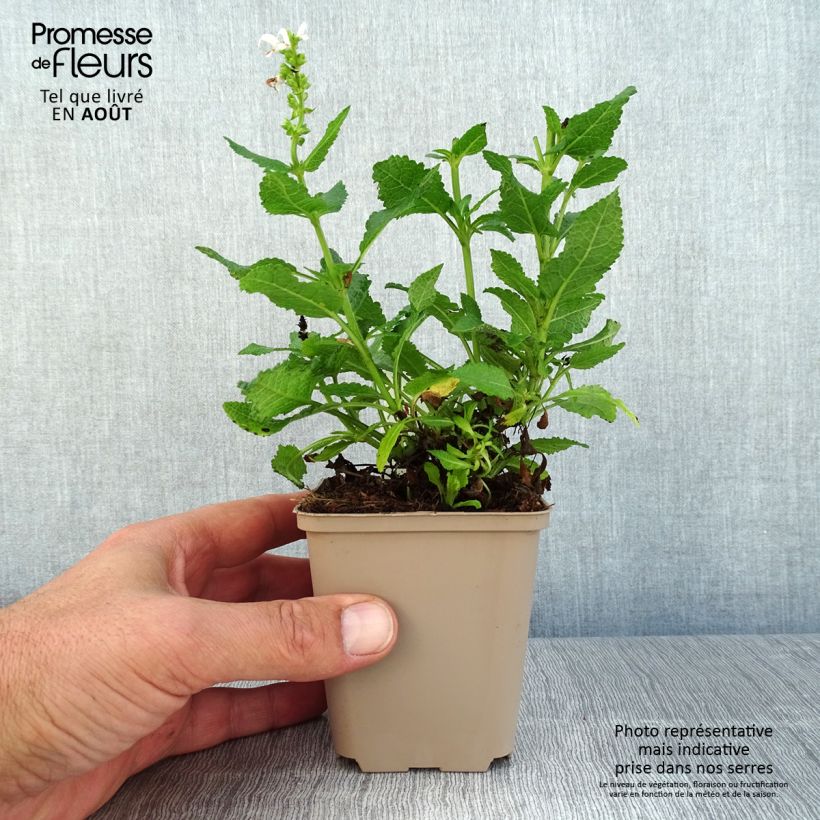 Esimerkki kesällä toimitetusta Lehtosalvia Bumblesnow 8/9 cm taimiruukku-taimesta