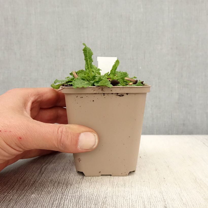 Esimerkki keväällä toimitetusta Lehtosalvia Bumblesnow 8/9 cm taimiruukku-taimesta