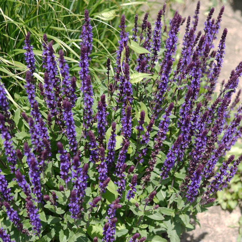 Lehtosalvia Caradonna (Kasvutapa)