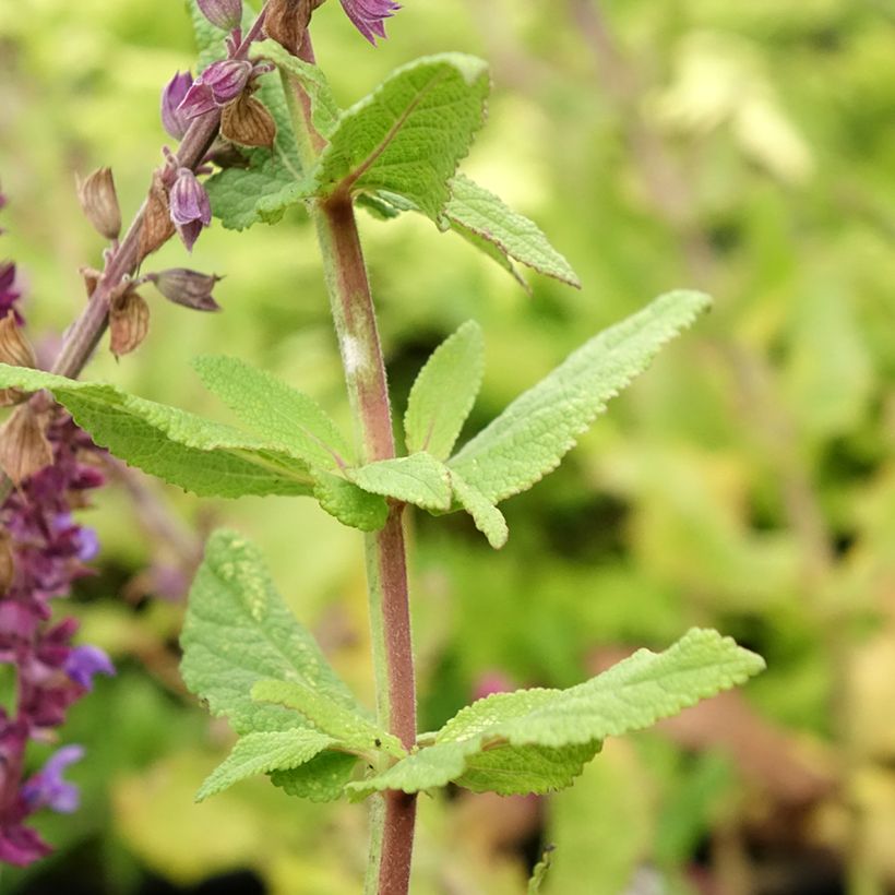 Lehtosalvia Caradonna Compact (Lehvistö)