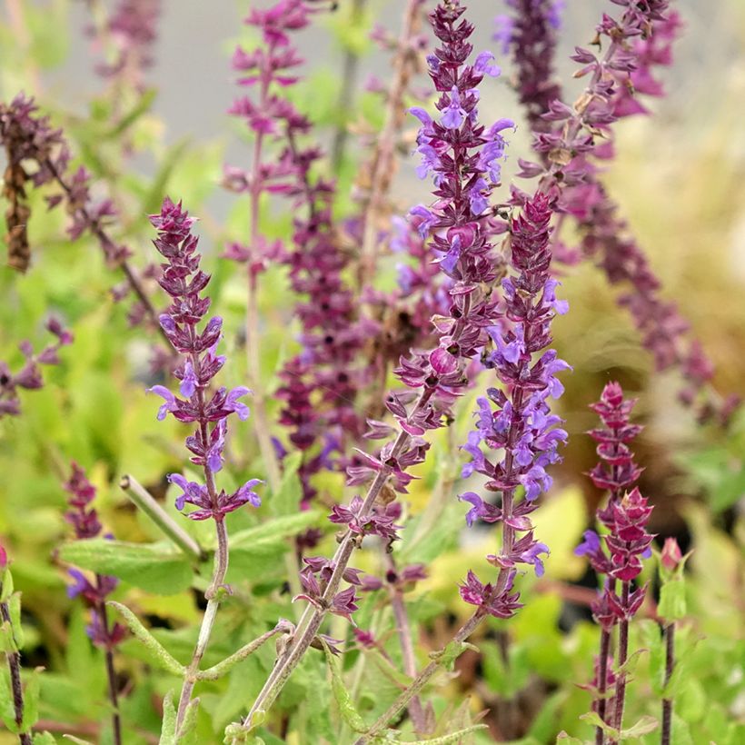 Lehtosalvia Caradonna Compact (Kukinta)