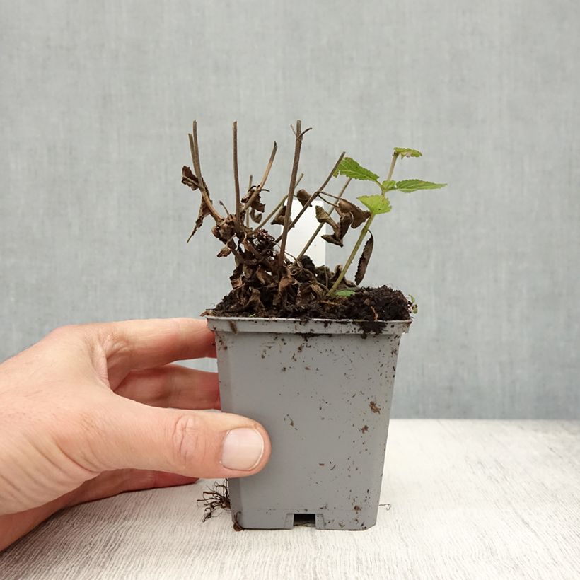 Esimerkki syksyllä toimitetusta Lehtosalvia Caradonna Compact 8/9 cm taimiruukku-taimesta