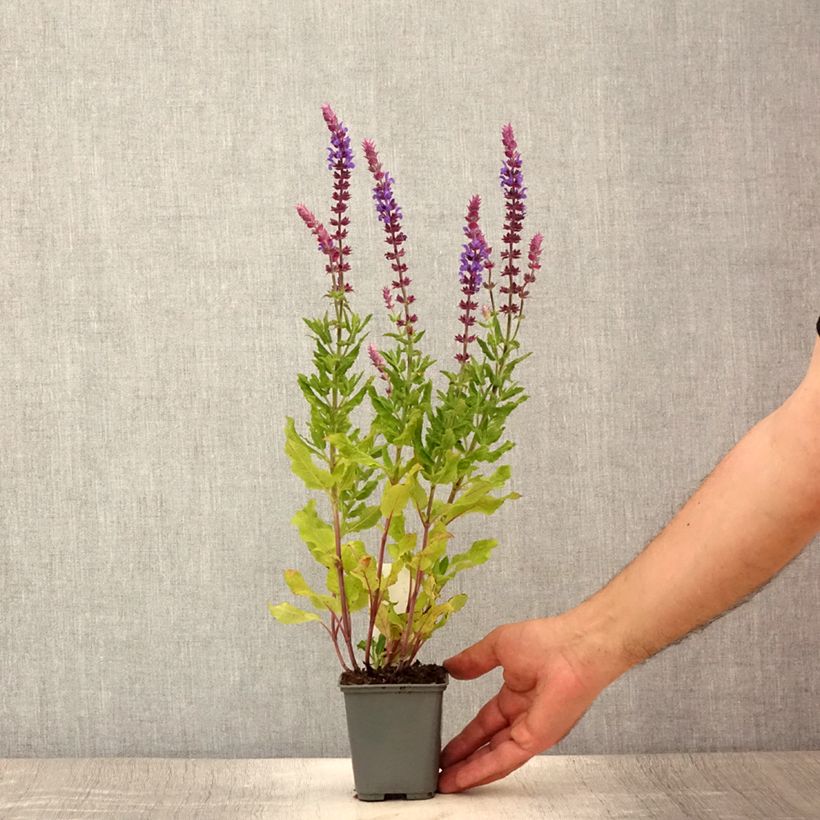 Esimerkki kesällä toimitetusta Salvia nemorosa Caradonna Compact - Sauge des bois Godet de 8/9 cm-taimesta